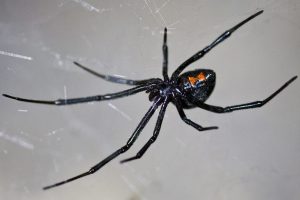 black widow - exterminator Folsom CA