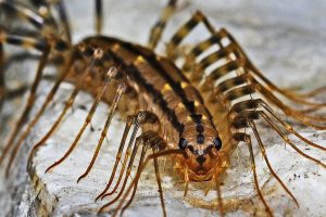 centipedes - exterminator Folsom CA