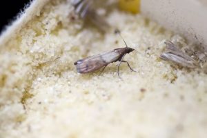 pantry moth - exterminator Folsom CA