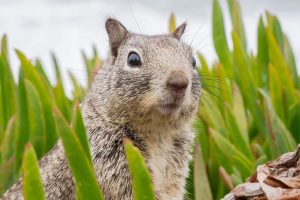 rodents - pest control service Folsom CA