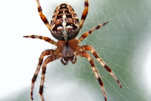 spiders - exterminator Folsom CA