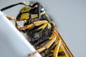 wasps - pest control service Folsom CA