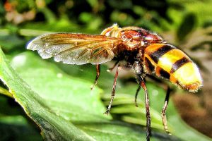 yellow jackets - pest control service Folsom CA